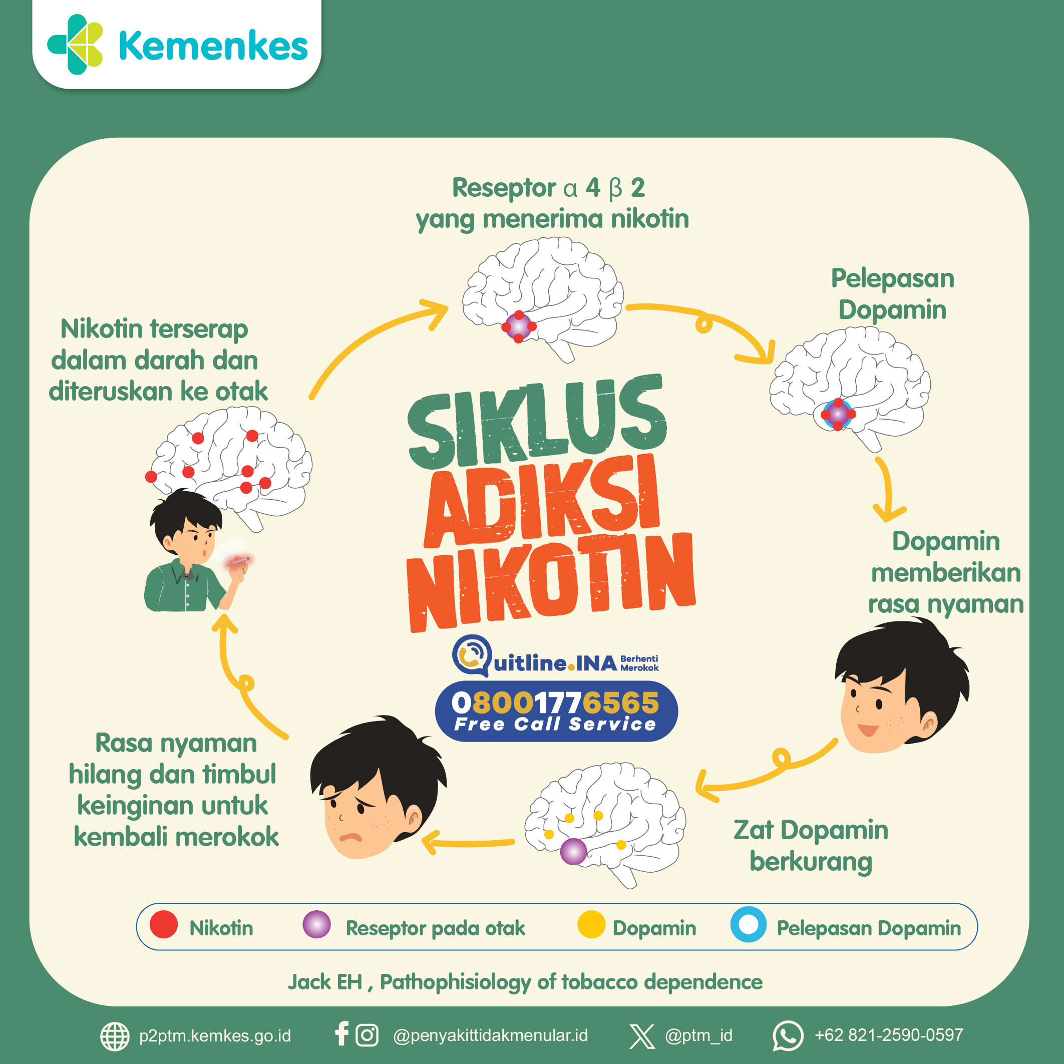 Berikut adalah Siklus Adiksi Nikotin