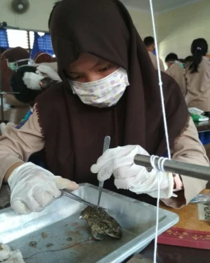 Penelitian katak